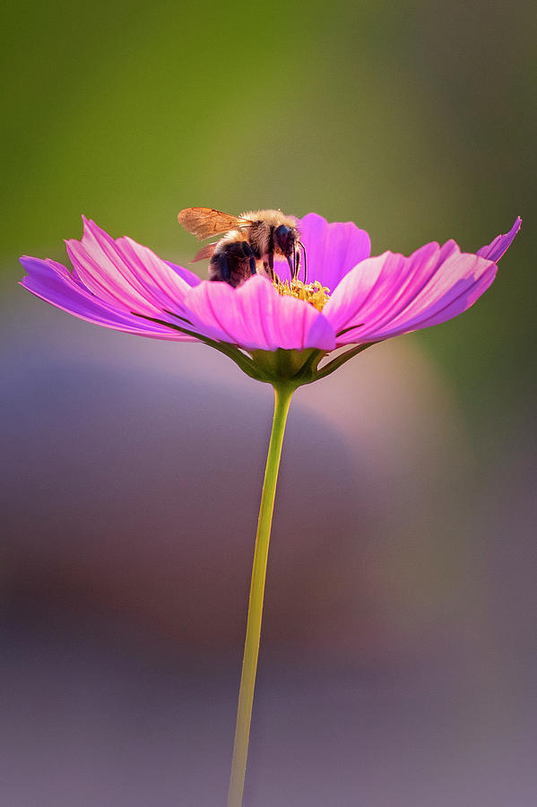 Bee on Flower Photograph by Bill Wakeley