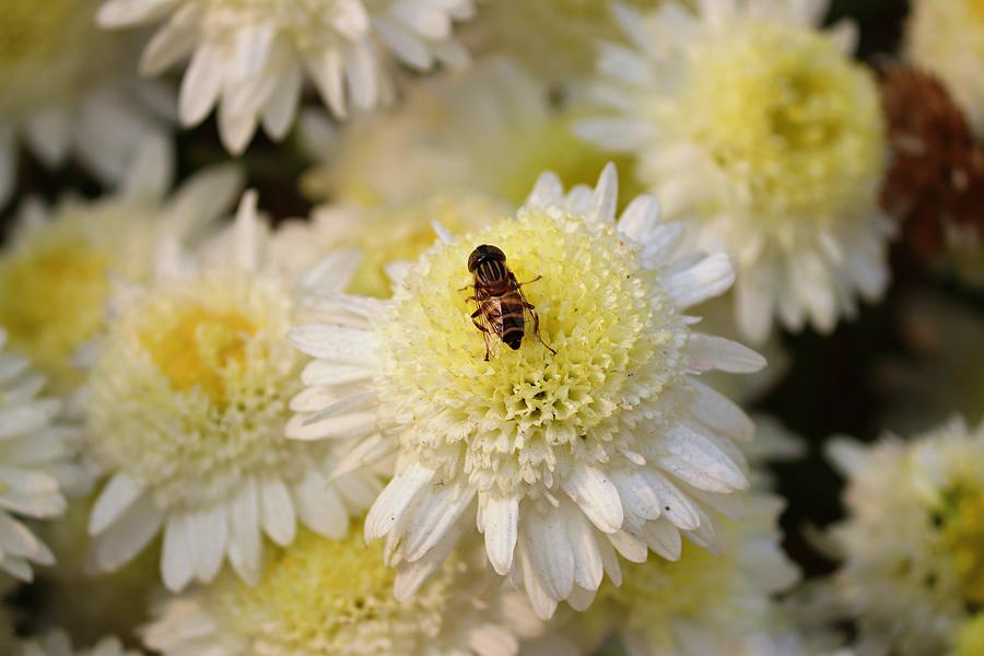 Bee On Flower Photograph