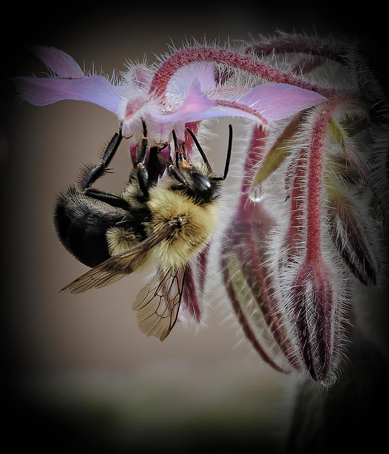 Bee Photograph - Bee on Flower by Sheldon Bilsker Bee Photograph - Bee on Flower by Sheldon Bilsker
