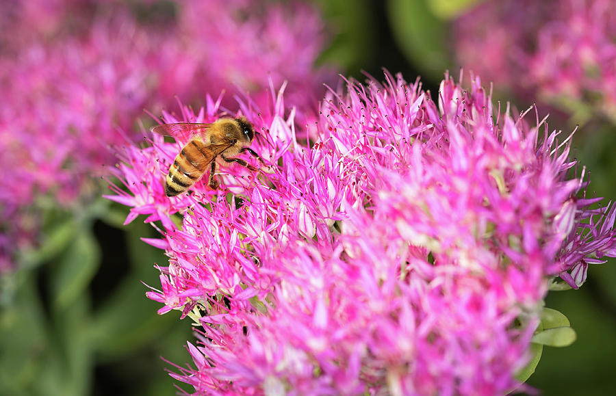 Bee on Sedum Flower Photograph by Stoneworks Imagery