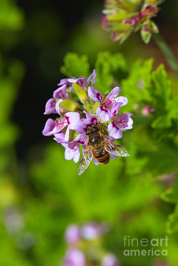 Bee On Geranium Flowers Photograph by Joy Watson