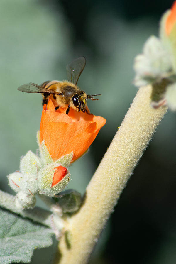 Bee on Globe Mallow Photograph by Bonny Puckett