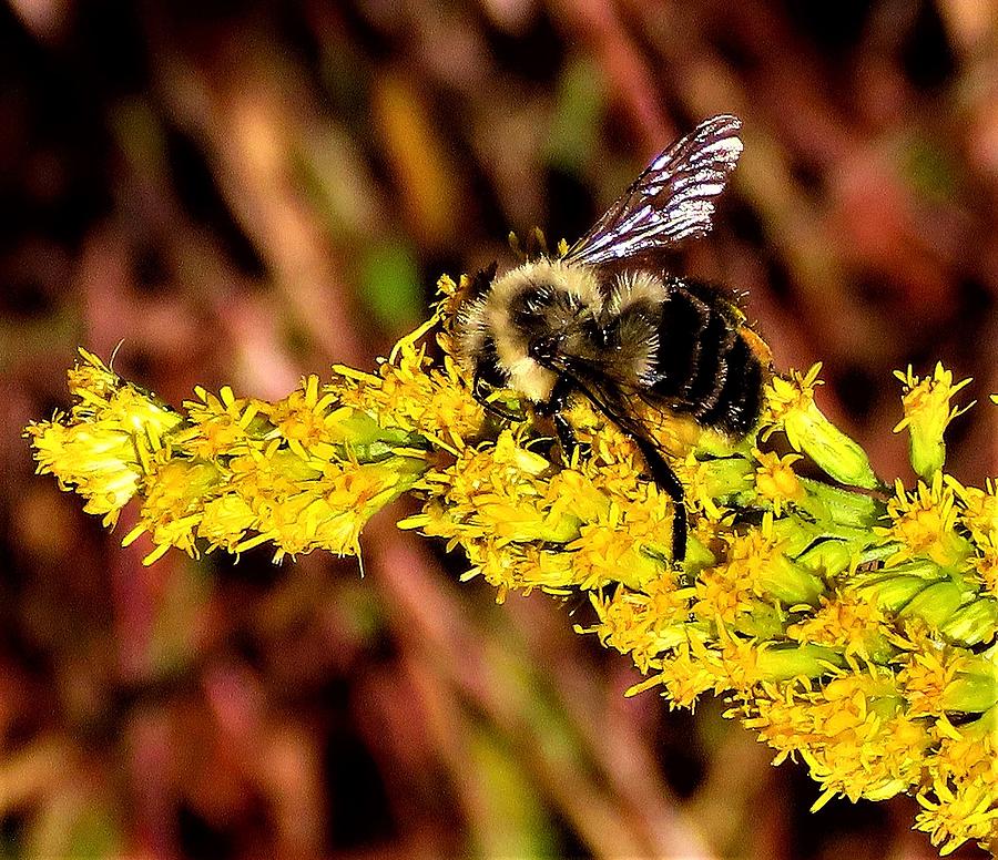 Bee on Goldenrod in Autumn Photograph by Linda Stern