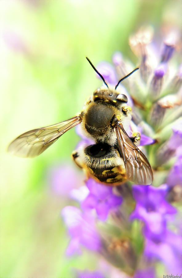 Bee on Lavender 02 Photograph by Weston Westmoreland
