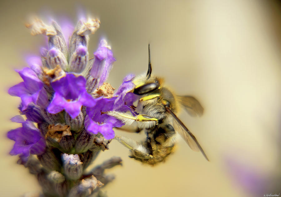 Bee on Lavender 03 Photograph by Weston Westmoreland