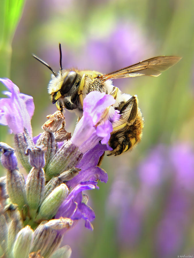 Bee on Lavender 04 Photograph by Weston Westmoreland