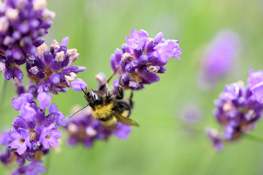 Bee on Lavender 2 Photograph by Naomi Maya