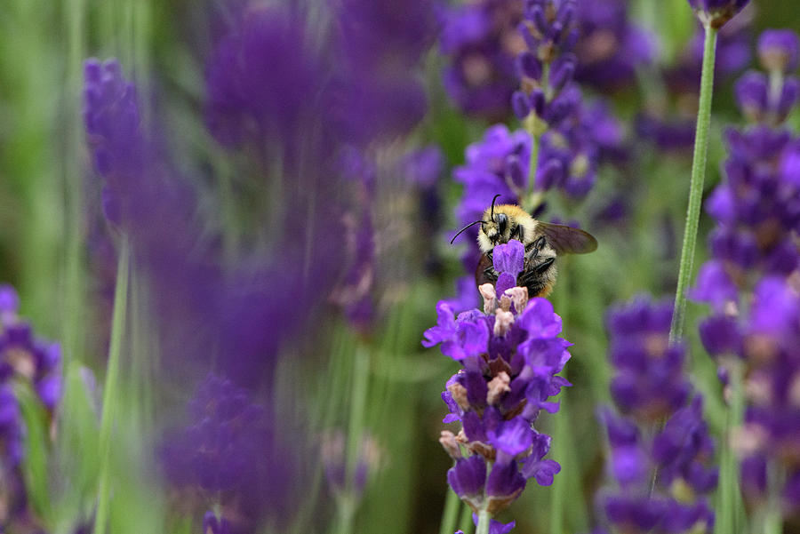 Bee on Lavender 3 Photograph by Naomi Maya