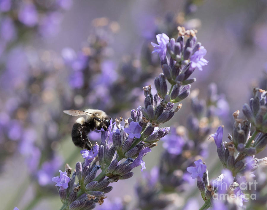 Bumblebee on Lavender III Photograph by Lorraine Cosgrove