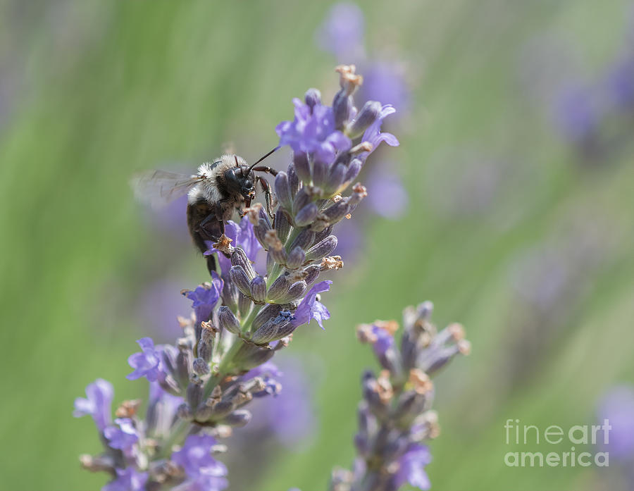 Bee on Lavender Photograph by Lorraine Cosgrove