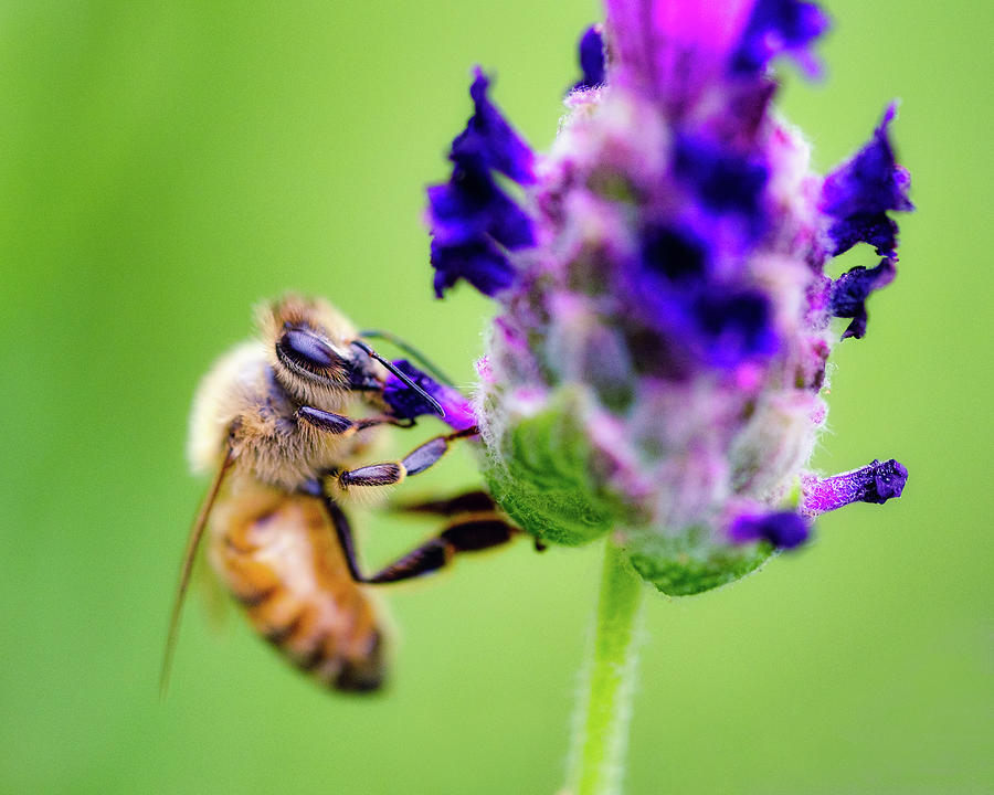 Bee on Lavender Photograph by Nicole Young