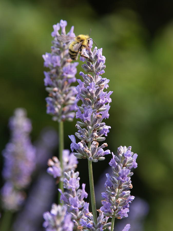 Bee on Lavender Photograph by Tara Krauss