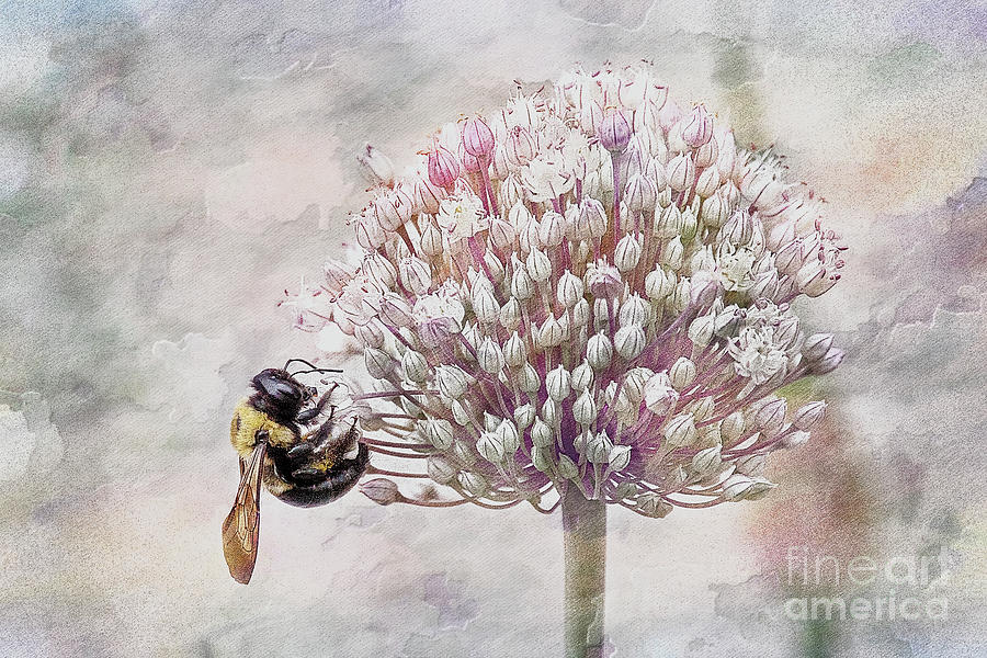 Bee On Leek Bloom Pastel Photograph by Sharon McConnell