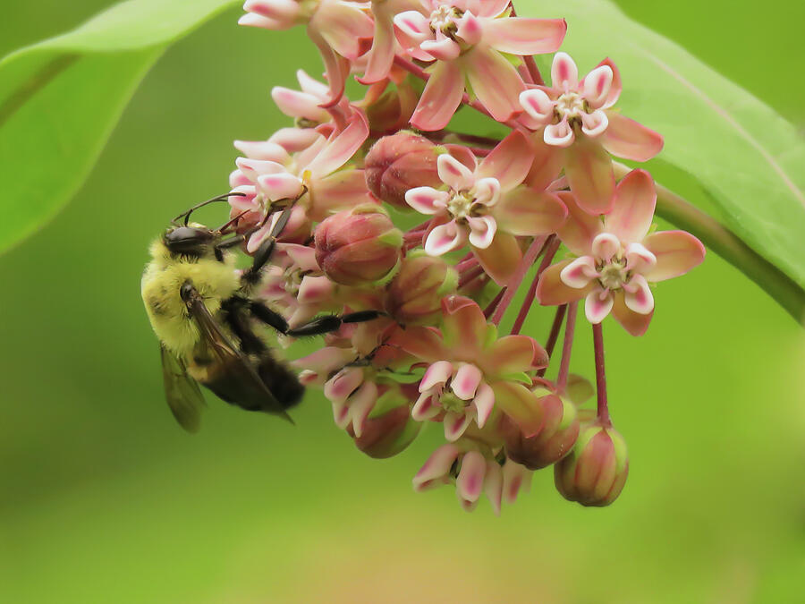Bee On Milkweed Photograph by Rebecca Grzenda