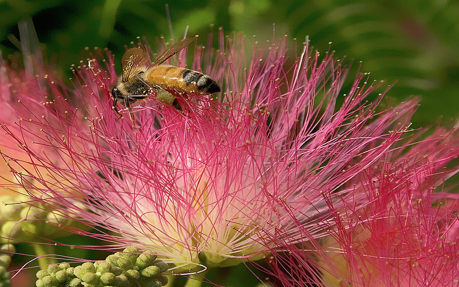 Bee on Mimosa Flower Photograph by Beverly Read