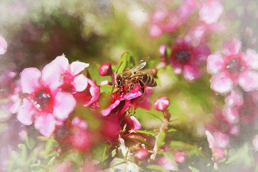 Bee On New Zealand Tea Tree Flowers Impression II Digital Art
