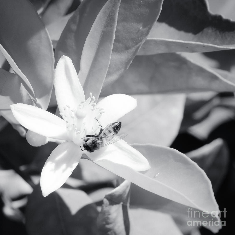 Bee on Orange Blossom 8116BW Photograph by Lawrence Burry