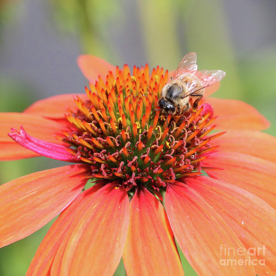 Bee On Orange Flower Photograph