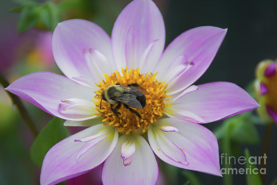 Bee on Pink Dahlia Photograph by Lorraine Cosgrove