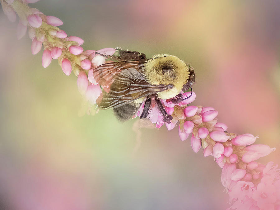 Bee on Pink Knotweed Photograph by Patti Deters