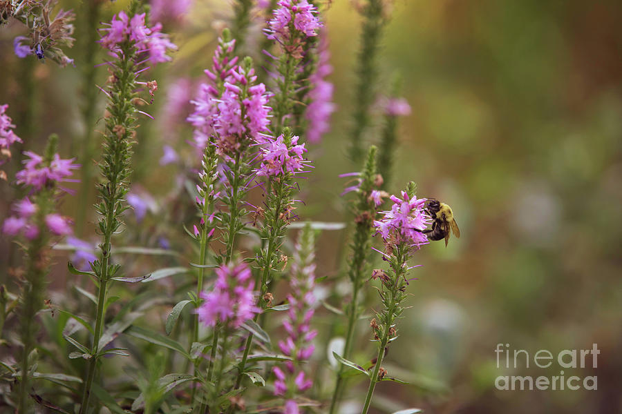 Bee on Pink Veronica Photograph by Diane Diederich