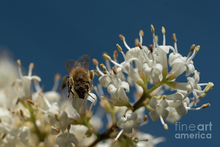 Nature Photograph - Bee on Privet Flower with Blue Sky #1 by Nancy Gleason