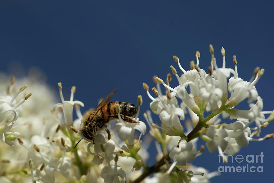 Bee on Privet Flower with Blue Sky #2 Photograph by Nancy Gleason