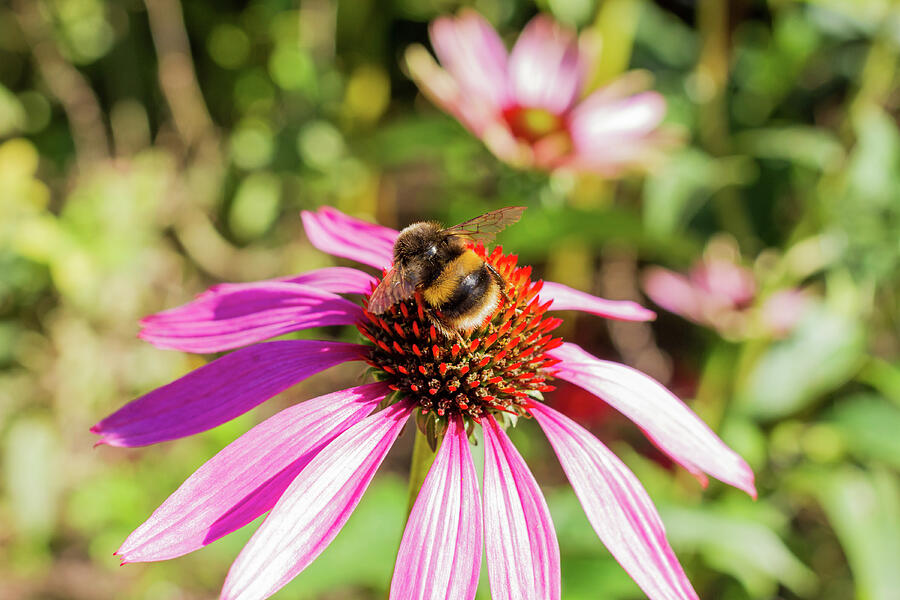 Bee On Purple Coneflower  Photograph by Tanya C Smith
