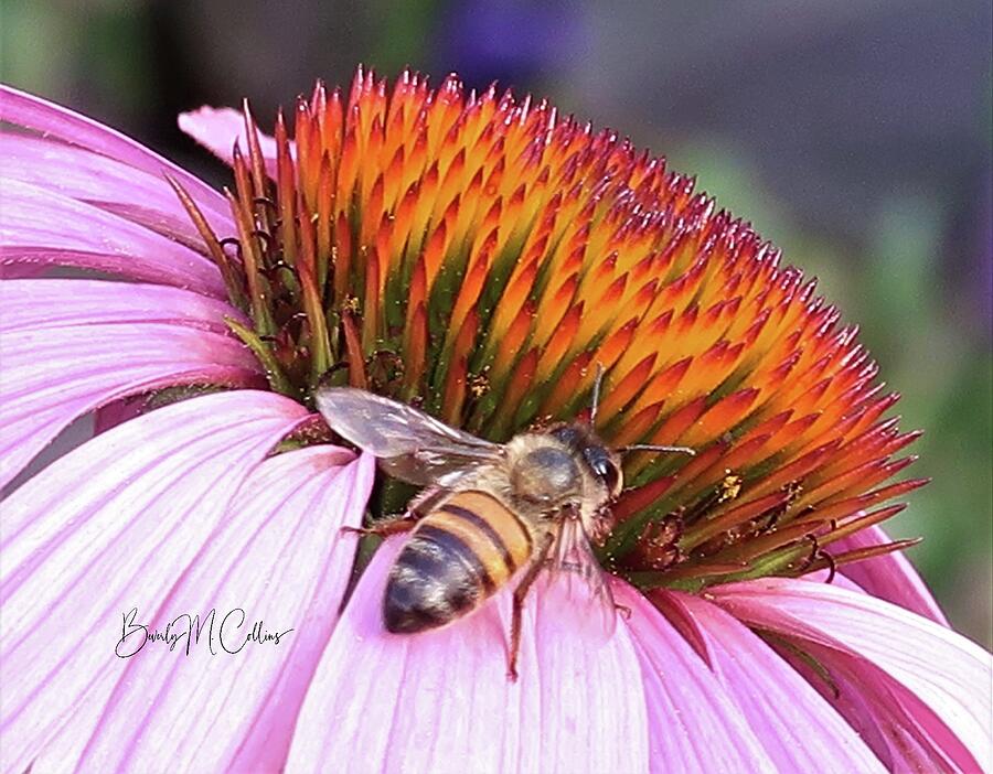 Bee on Purple Coneflower Photograph by Beverly M Collins