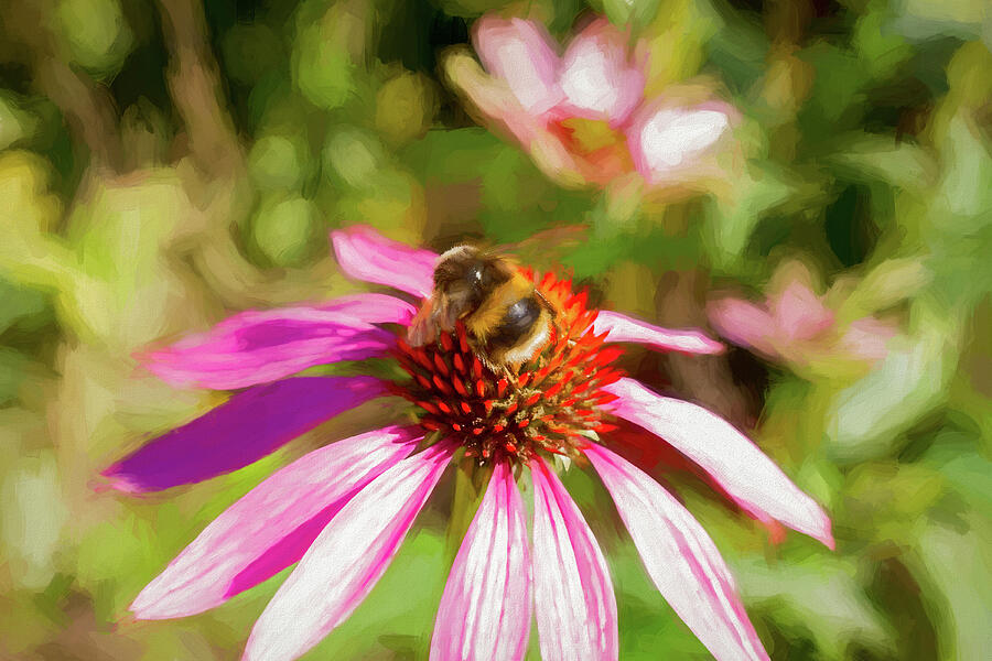 Bee On Purple Coneflower 2  Photograph by Tanya C Smith