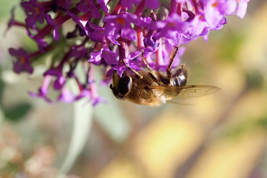 Summer Photograph - Bee On Purple Flower by Watto Photos