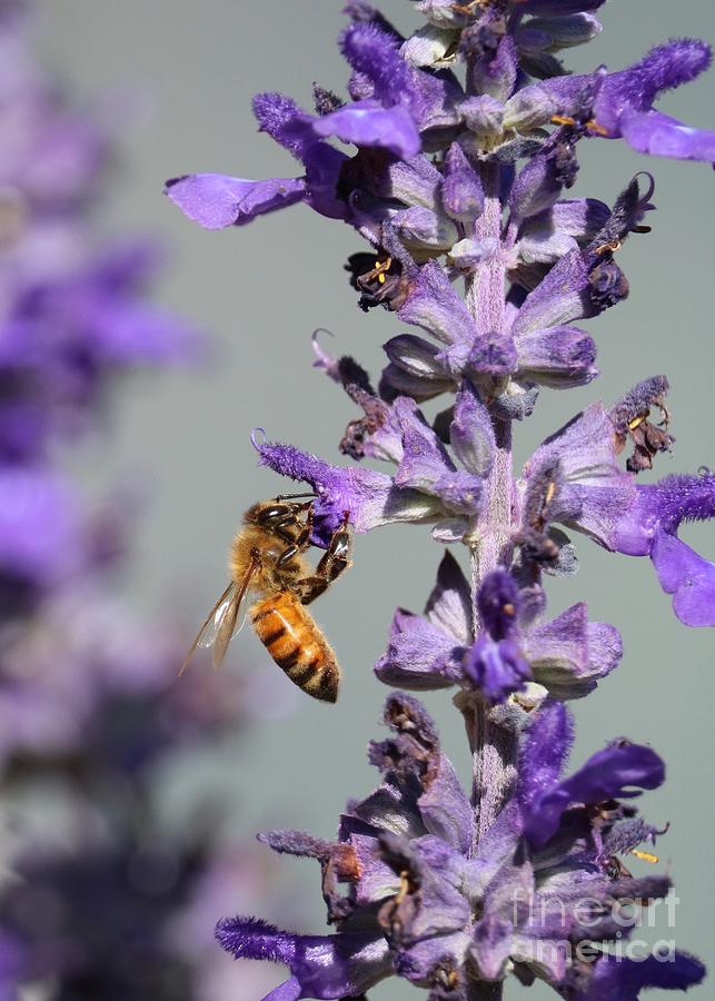 Bee on Purple Salvia Photograph by Carol Groenen