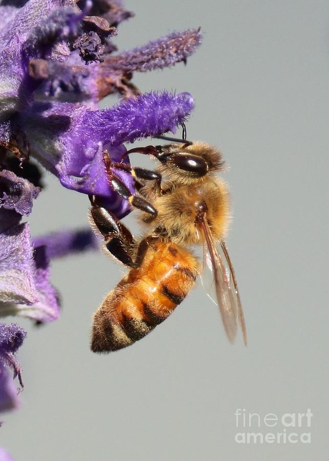 Bee on Purple Salvia Macro Photograph by Carol Groenen