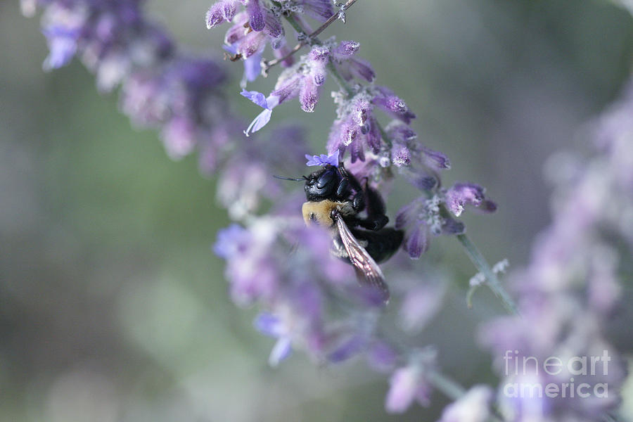 Bee On Purple Photograph
