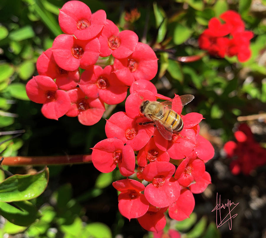 Bee On Red Flower Photograph by DC Langer
