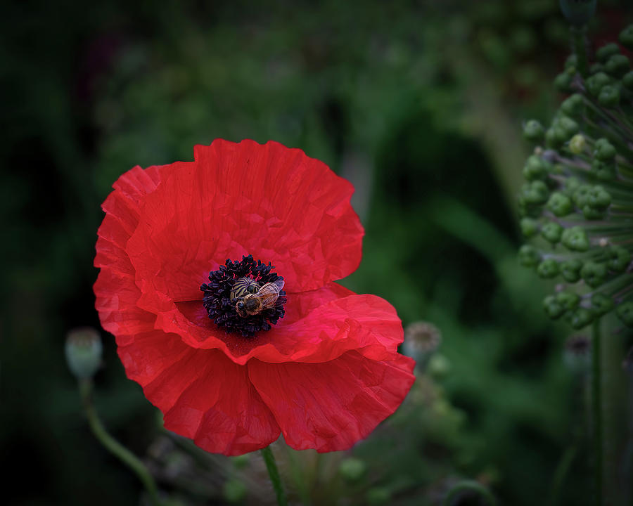 Bee on Red Poppy Flower Photograph by Lily Malor