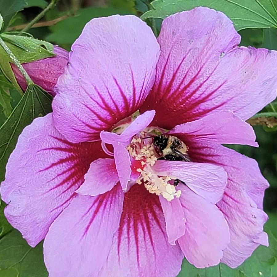 Bee on Rose of Sharon Photograph by Charlotte Gray - Fine Art America