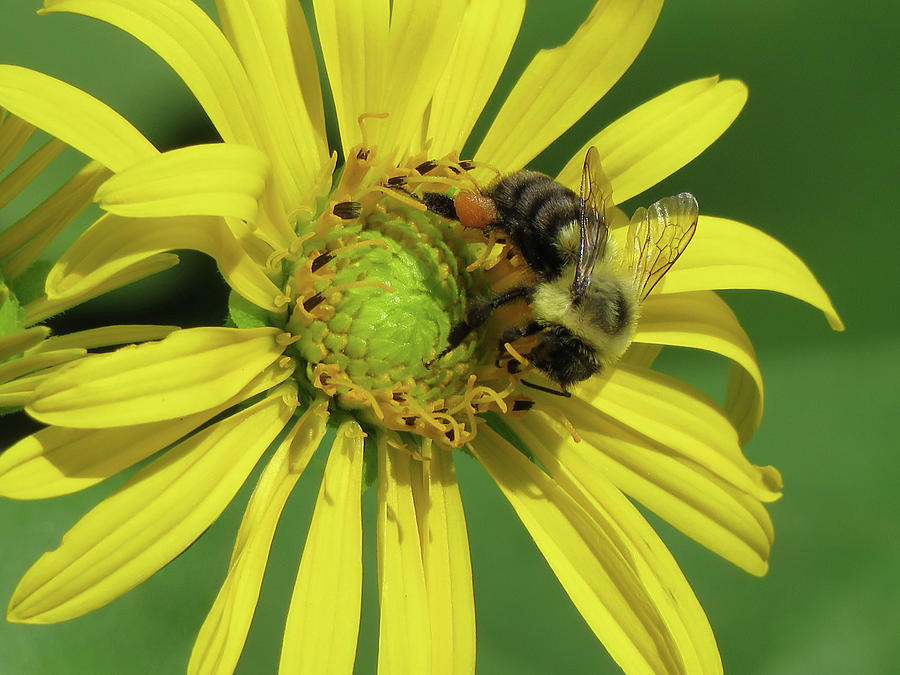 Bee Photograph - Bee On Silphium Perfoliatum by Rebecca Grzenda