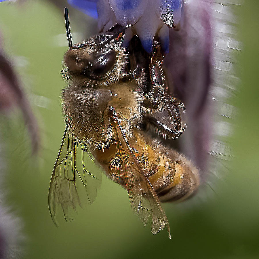 Bee on Starflower Photograph by Cheri Freeman