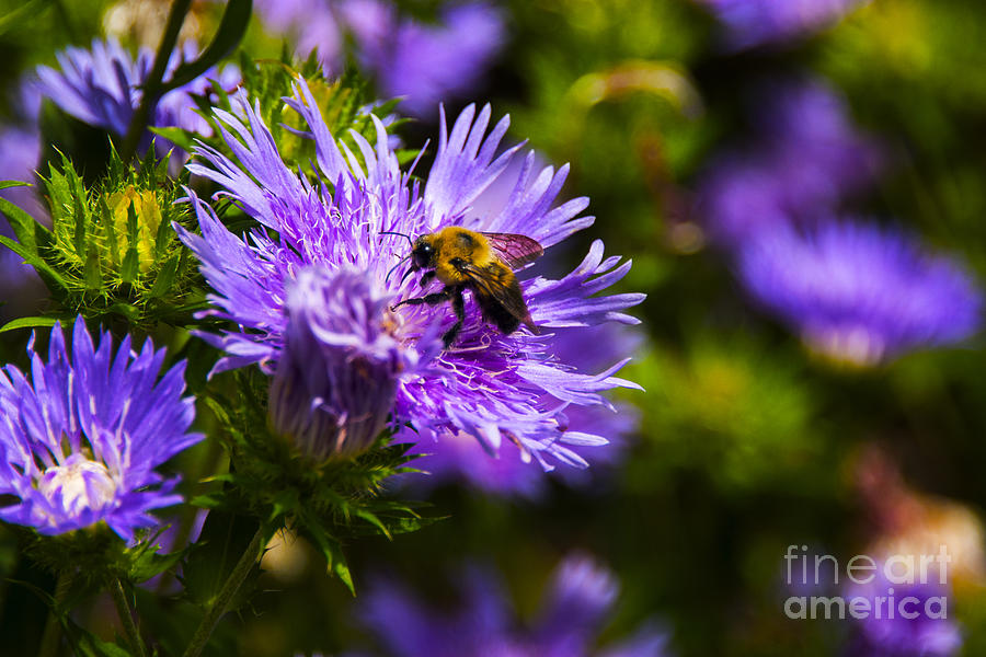 Bee on Stokes Aster Photograph by Angela DeFrias