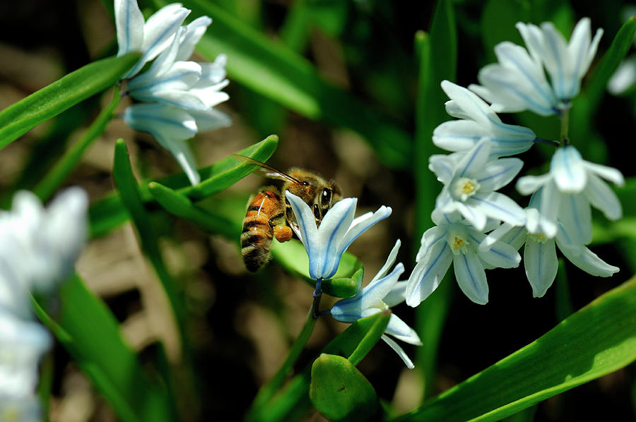 Bee on Striped Squill Photograph by Doug Wittrock