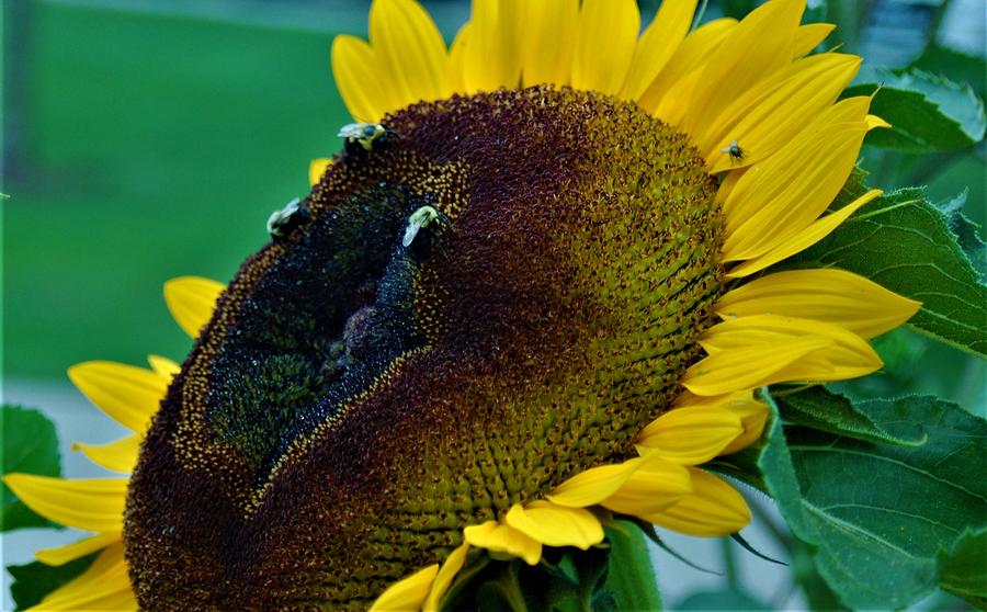 Bee on Sunflower 2 Photograph by James Cousineau