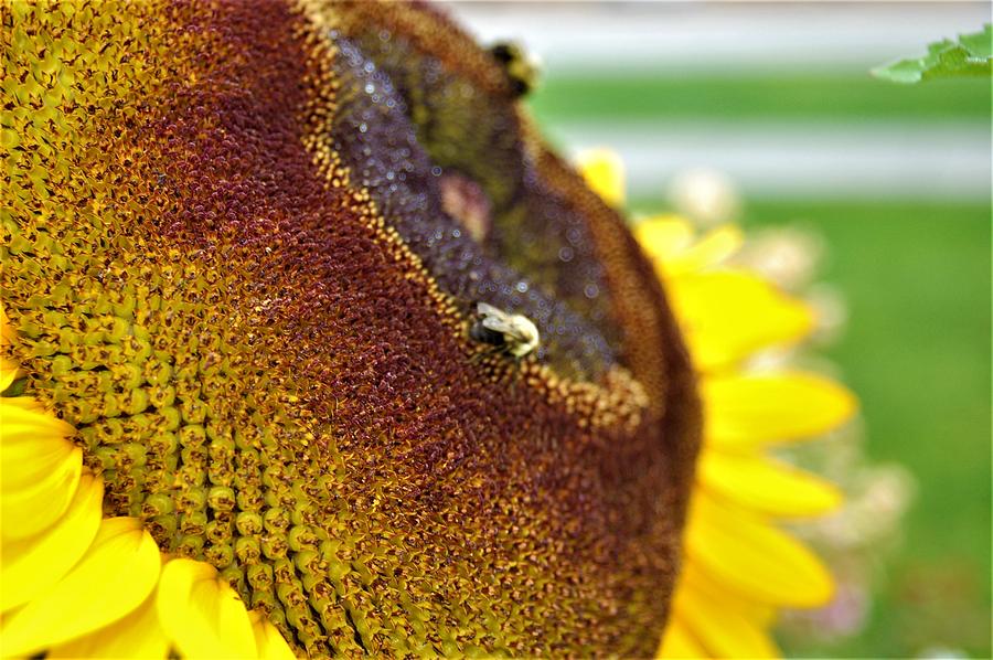 Bee on Sunflower 3 Photograph by James Cousineau