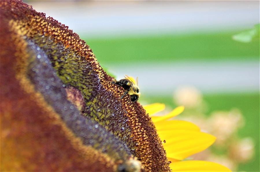 Bee on Sunflower 4 Photograph by James Cousineau