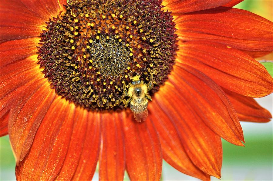 Bee on Sunflower 5 Photograph by James Cousineau
