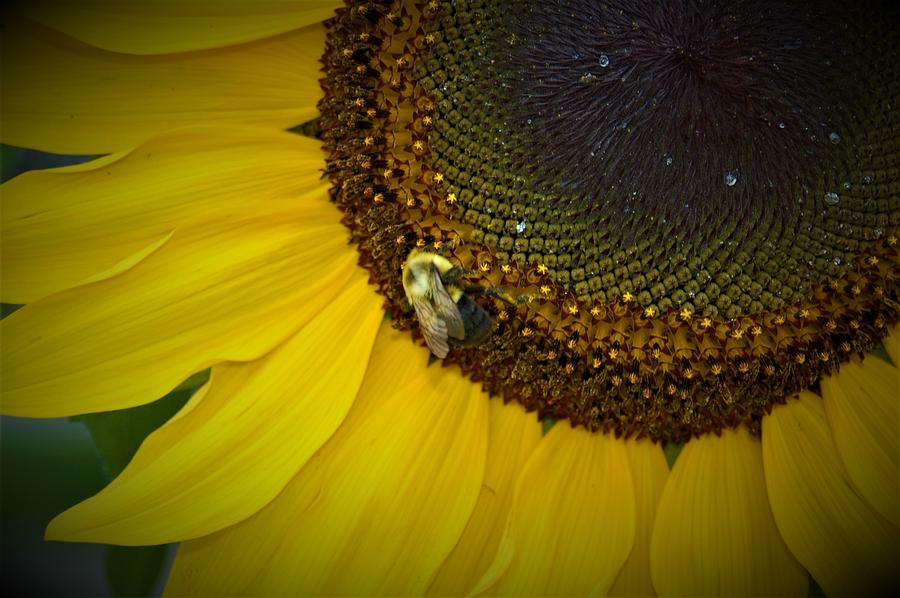 Flower Photograph - Bee on Sunflower 9 by James Cousineau