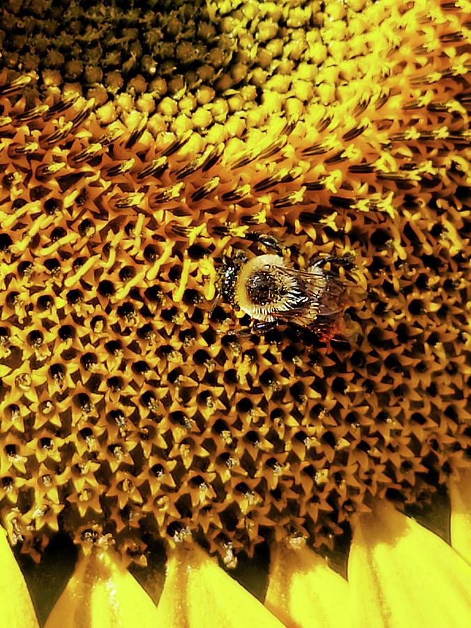 Bee On Sunflower  Photograph by Ally White