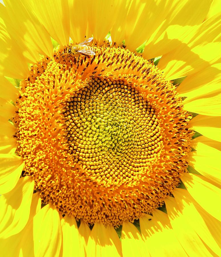 Bee on Sunflower Photograph by Caroline Stella