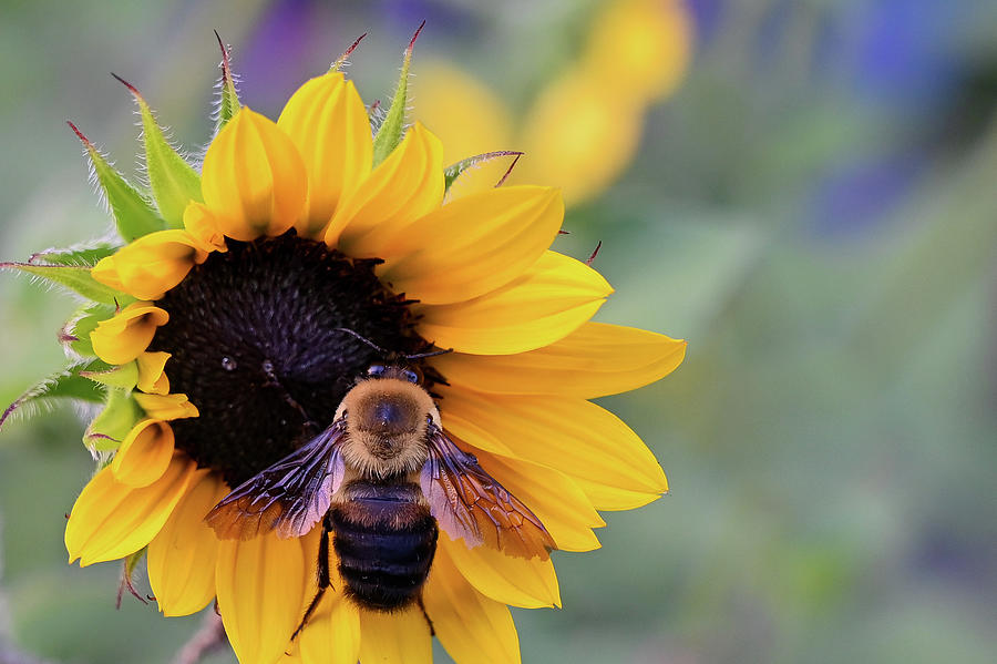 Bee on Sunflower Photograph by DSM Interchange Fine Art America