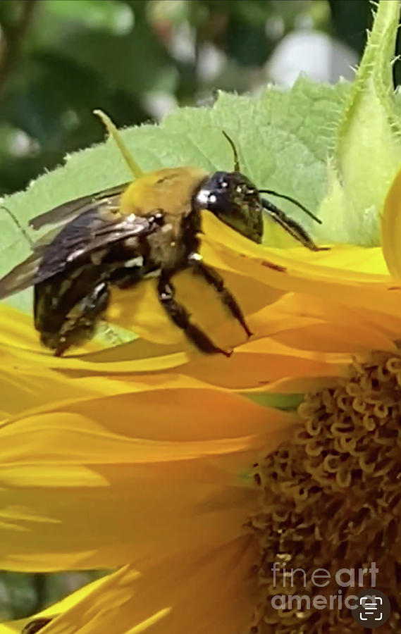 BEE on Sunflower in Clayton North Carolina  Photograph by Catherine Ludwig Donleycott